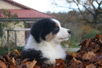 JASMIN BLACK LOUP  De la forêt qui chante