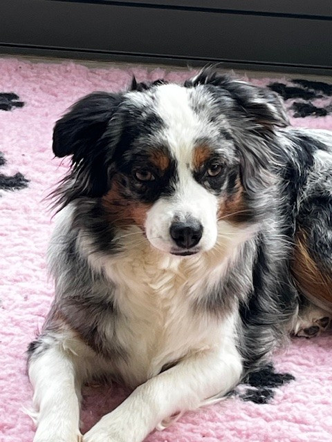 Veronie diamond mini lou De La Forêt Qui Chante