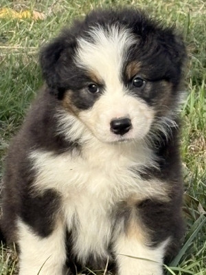 Chiot N°4
