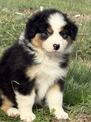 Chiot N°5