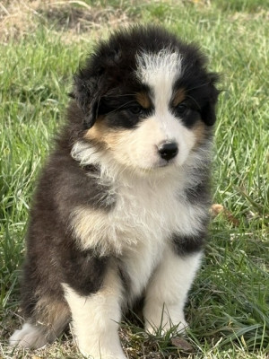 Chiot N°6