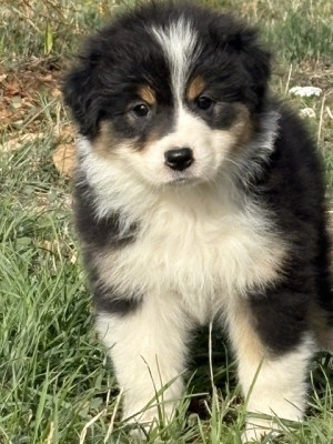Chiot N°7