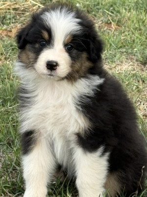 Chiot N°8