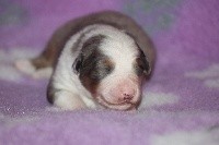CHIOT
